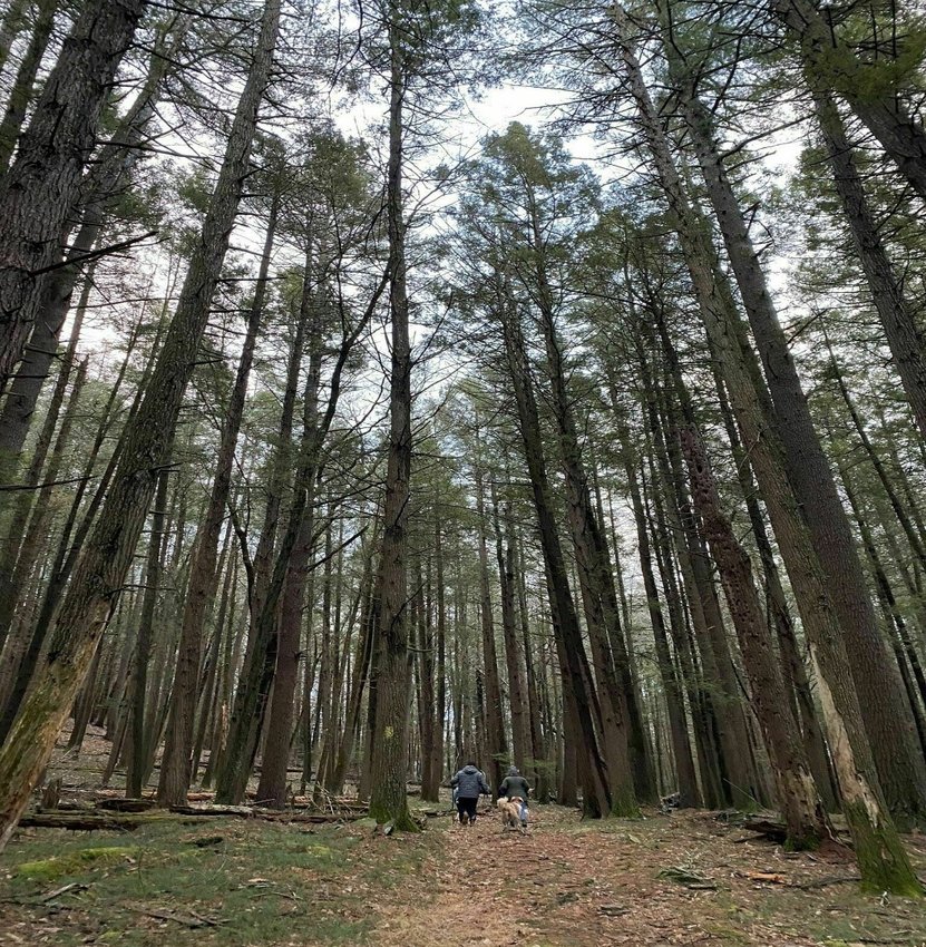 Take a walk down the Damascus Forest Trail, and enjoy the tall hemlocks, some of which have been here a long time.