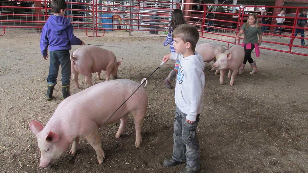 Young 4-Hers practice maneuvering their hogs to show in the fair.