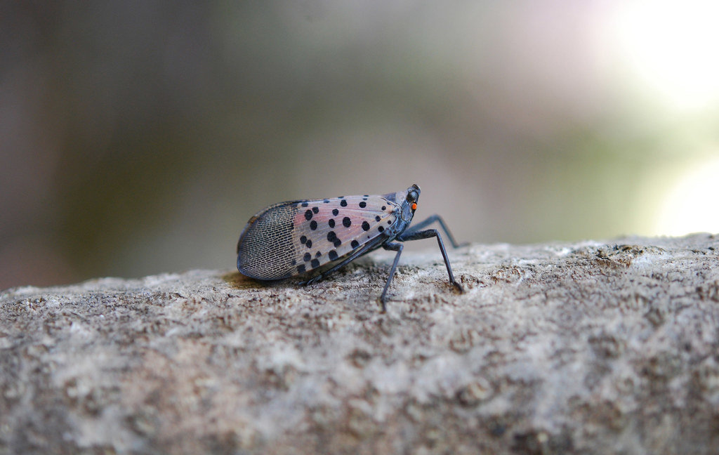 Residents can send images of spotted lanternflies they find to badbug@pa.gov.