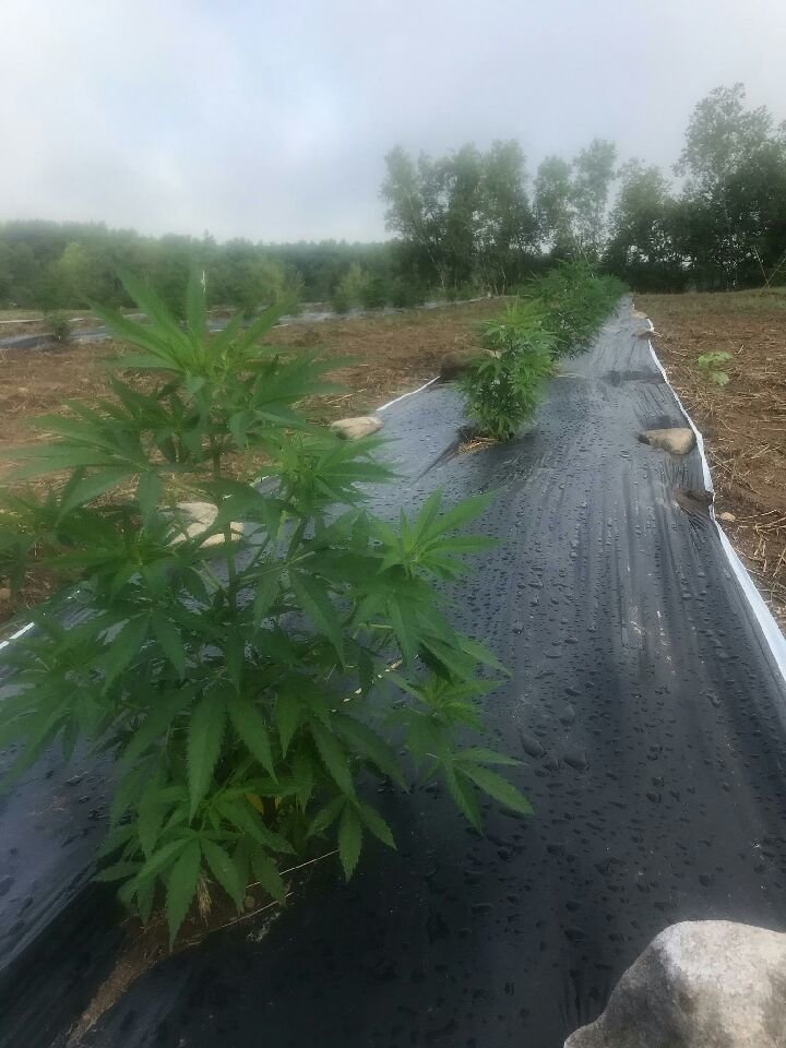 Industrial hemp is being cultivated in Lumberland. The farming of the hemp was made possible by the granting of a special use permit by the Town’s Planning Board.
