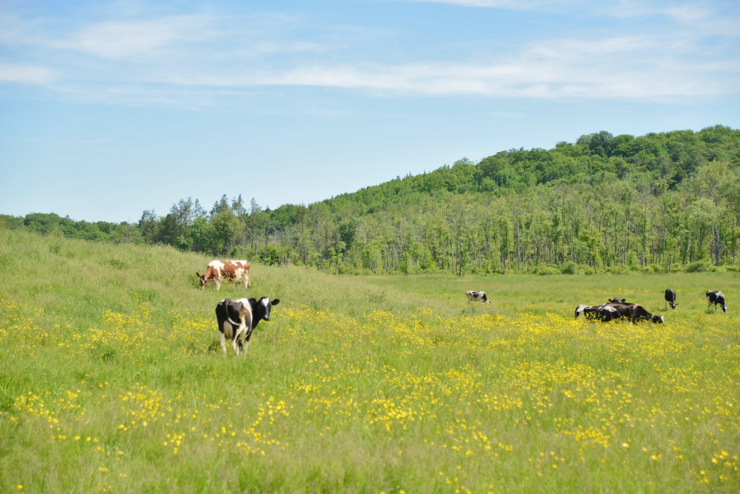 Cows grazing on a farm in Waymart, PA.