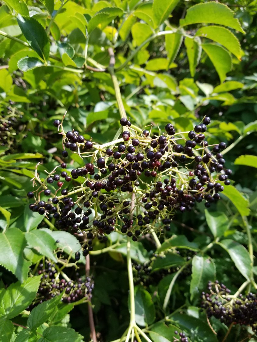 A bunch of elderberries ready for picking