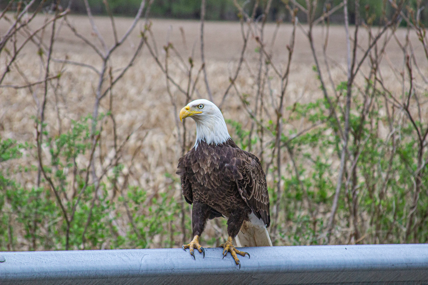 A keen eye and a good camera make finding a bald eagle a treat.