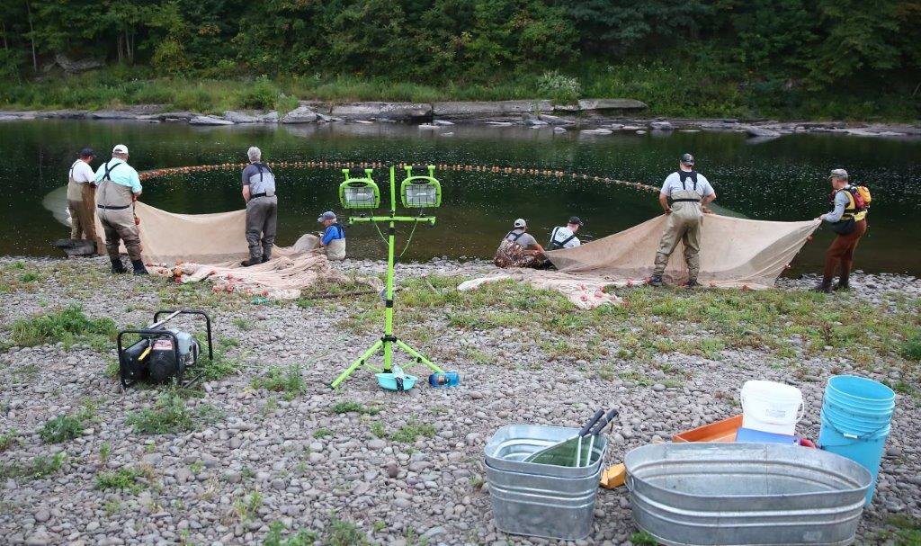 The National Park Service Resource Management Division and volunteers used a beach-seining method with nets measuring 300 feet feel long by 12 feet deep to collect samples of young-of-year-American shad in the Upper Delaware River.