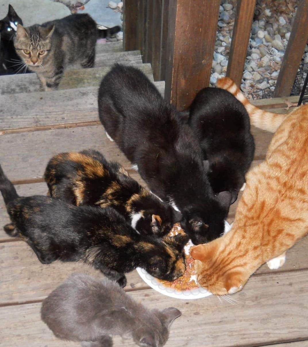 A cat colony trapped, fixed and fully vetted, by PAWS of the Hudson Valley/Pike County. "This is what we do," said a group member...